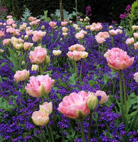 Tulips Garden, Flower Garden Design, Garden Bulbs, Have Inspiration, Garden Pictures, Spring Bulbs, Front Yard Garden, Plant Combinations, Garden Cottage