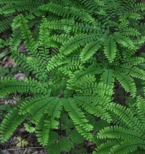 Adiantum Pedatum, Planting Plants, Maidenhair Fern, Kitchen Redo, Fern, Planting, House Plants, Soil, Garden Design