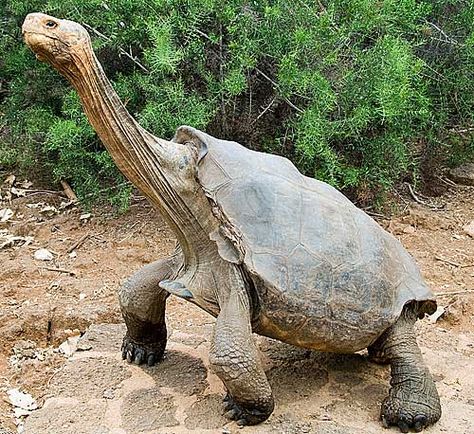 The Galapagos Tortoise is a giant tortoise, the world's largest land turtle and can weigh up to 700 pounds. Land Turtles, Big Turtle, Sulcata Tortoise, Galapagos Tortoise, Giant Tortoise, Tortoise Turtle, Turtle Love, Charles Darwin, Endangered Animals