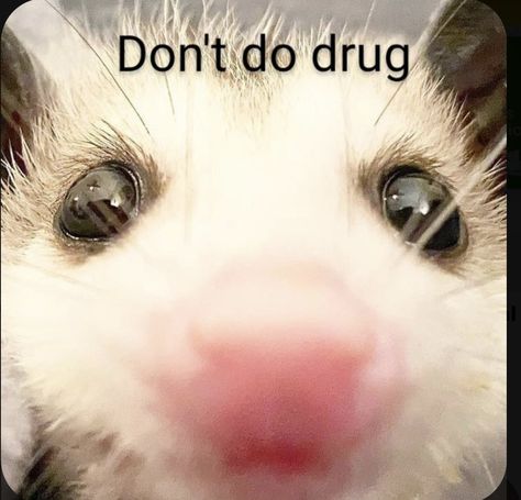 Dont do drug Possum Cute, Boy Gang, Baby Possum, Awesome Possum, Cute Ferrets, Cute Rats, Trash Panda, Pretty Animals, Silly Animals