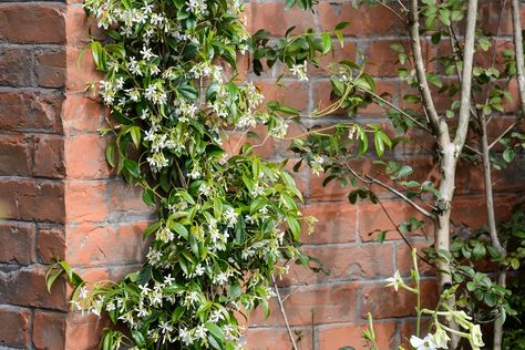 How to grow jasmine - star jasmine growing up a brick wall Star Jasmine Fence, Vines For Trellis, Star Jasmine Wall, Jasmine Fence, Jasmine Climber, Honeysuckle Plant, Evergreen Climbers, Trachelospermum Jasminoides, Hampton Court Flower Show