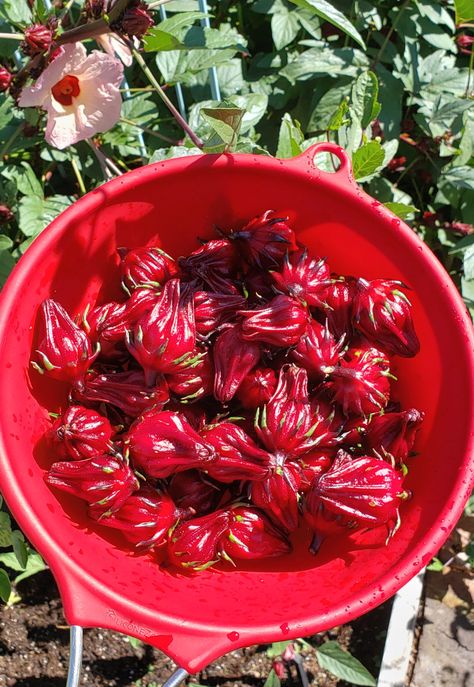 Hibiscus Jam Hibiscus Jelly Recipe, Sorrel Jam, Hibiscus Jelly, Hibiscus Roselle, Hibiscus Jam, Roselle Jam, Hibiscus Recipes, Indigenous Recipes, Hibiscus Recipe