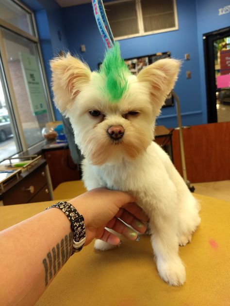 Dog Mohawk Haircut, Dog Mohawk, Green Mohawk, Paw Ideas, Dog Hairstyles, Punk Dog, Dog Haircut, Dog Dye, Show Dogs