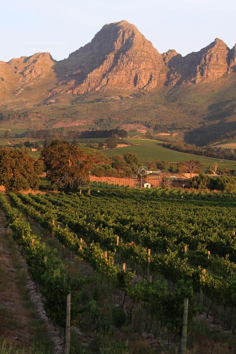 South african wine farm. Landscape with south african wine farm eikendal and mountains on the background along the famous wine route near stellenbosch, south stock photo South African Aesthetic, African Mountains, South African Landscapes, Wine Content, South African Culture, South Africa Wine, South African Animals, South Africa Vacation, Africa Landscape