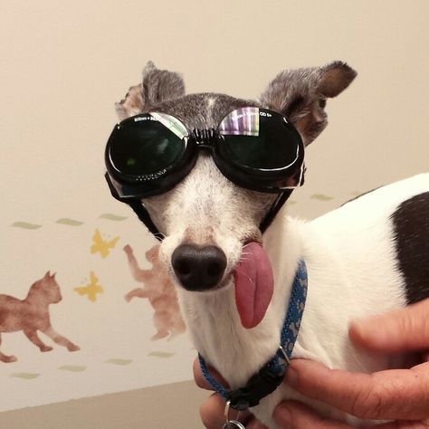 Dogs In Sunglasses, Animals In Sunglasses, Animals Wearing Sunglasses, Animals With Sunglasses, Dog In Sunglasses, Wholesome Dog, Dog With Sunglasses, Sunglasses Funny, Art Amour