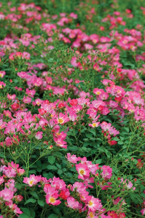 Pink Drift Rose, Carpet Roses, Deep Pink Flowers, Drift Roses, Rose Wall, David Austin Roses, David Austin, Landscaping Plants, Landscape Projects