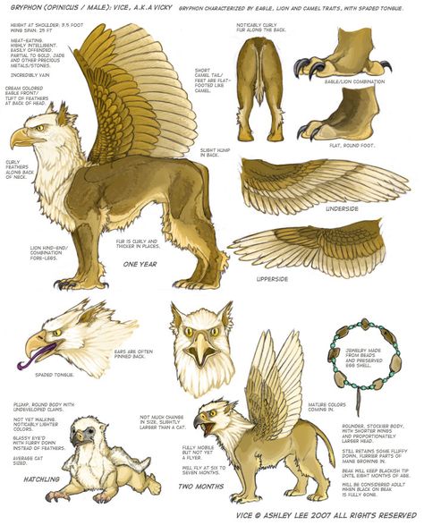 Opinicus Griffin Mythical, Mythical Creatures Drawings, Mythical Monsters, Ref Sheet, Beast Creature, Mermaids And Mermen, Mythical Beast, Creature Drawings, Dragon Drawing