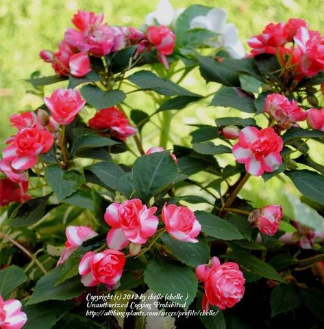 Double Impatiens, Cherry Photo, Impatiens Flowers, Shade Loving Flowers, Flower Tips, Garden Flower, Pink Tulips, Photo Location, Container Plants