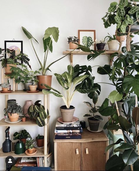 Minimalist Sunroom, Sunroom Plants Decor, Plant Organization, Interior Inspiration Living Rooms, Victorian Bohemian Decor, Sunroom Decor, Indoor Plants Styling, Indoor Plant Wall, Green Apartment