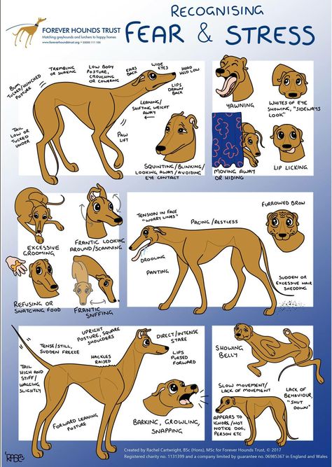 Puppy Obedience Training, Dog Body Language, Positive Dog Training, Basic Dog Training, House Training Dogs, Akita Dog, Dog Training Advice, Dog Language, Dog Training Techniques