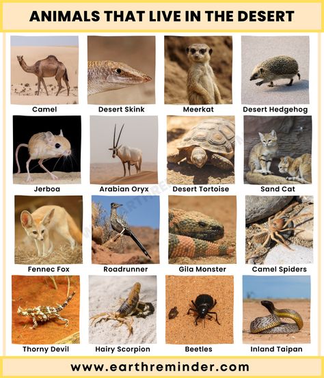 Animals That Live in The Desert Animals In Desert, Adaptation In Animals, Beau Is Afraid, Desert Biome, How To Draw Animals, Desert Ecosystem, Desert Climate, Forest Ecosystem, Animal Adaptations