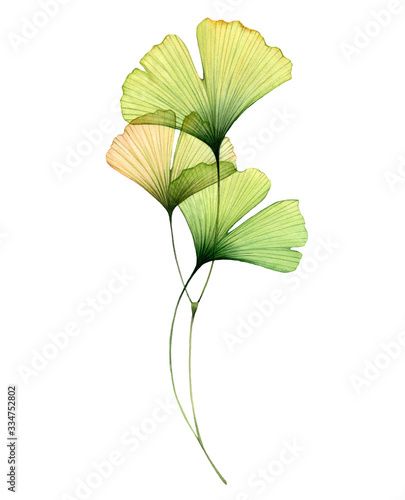 Gingko Art, Ginkgo Branch, Ginkgo Art, Leaf Art Diy, Maidenhair Tree, Green Tattoos, Gingko Leaves, Ginkgo Leaves, Transparent Flowers