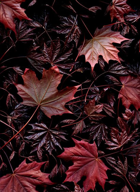 56641.01 Acer | Flickr - Photo Sharing! Dark Red Autumn Aesthetic, Dark Fall Colors, Burgundy Aesthetic, Maroon Aesthetic, Gold Wedding Colors, Red Tone, Lucky Colour, Red Leaves, Wedding Color Palette