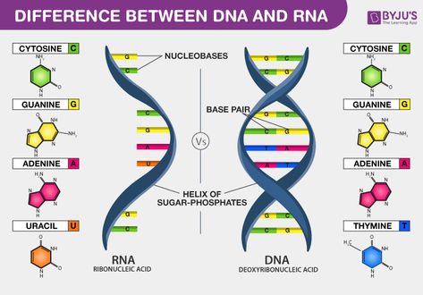 Difference Between DNA and RNA Dna Transcription, Dna Worksheet, Nitrogenous Base, Dna And Genes, Dna And Rna, Nuclear Membrane, Recombinant Dna, Mitochondrial Dna, Dna Molecule