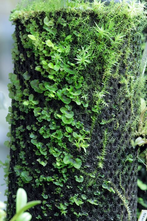 Fern Spores, Wabi Kusa, Micro Garden, Aquarium Terrarium, Moss Plant, Dart Frog, Moss Terrarium, Bottle Garden, Moss Garden