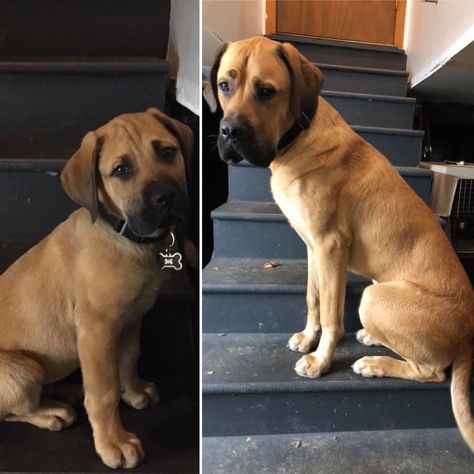 Mastador puppy growth. Pup vs 1 year #dogs #cute #aww #puppies #doglovers #puppy #dog Pyranese Mountain Dog Puppy, Maremma Sheepdog Puppy, Mastador Dog, Wolf Dog Hybrid Puppy, Worlds Biggest Dog, Tibetan Mastiff, Forest Friends, Little Critter, Cute Puppies