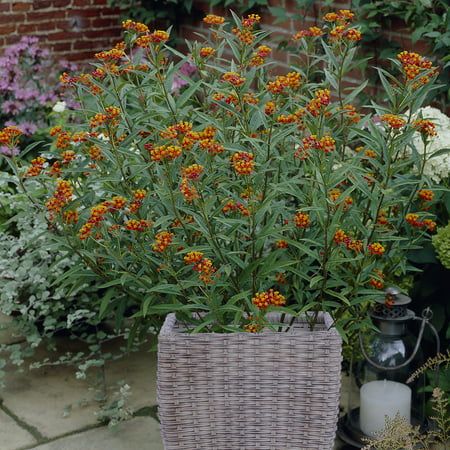 Butterfly Milkweed, Van Zyverden, Wine Barrel Planter, Patio Kits, Tropical Butterfly, Rattan Planters, Milkweed Plant, Habitat Garden, Barrel Planter