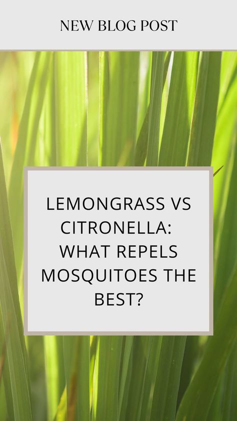 Citronella Mosquito Repellant, Lemongrass Mosquito Repellant, Citronella Grass Plant, Potted Citronella Plant, Lemongrass Bug Repellent, Lavender And Citronella Garden, Propagate Citronella Plant, How To Make Citronella Oil From Plant, How To Grow Citronella Plants