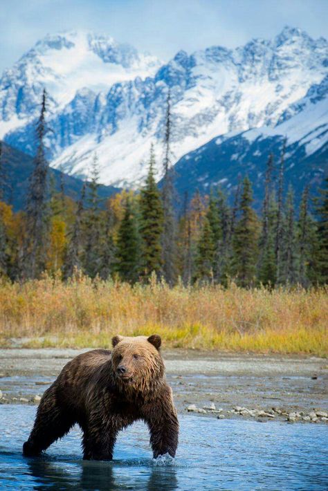 Lake Clark National Park, Alaska Black Bear Photos, Jennie Whistle, Alaska Animals, Canadian Wilderness, Alaska Photography, Bear Fishing, Alaska Wildlife, Wild Animals Photos, Wild Kingdom