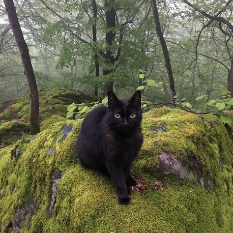 Home / X Moss Covered, A Black Cat, In The Forest, In The Woods, The Forest, In The Middle, A Black, The Middle, Black Cat