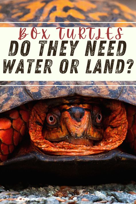 Do Box Turtles Live in Water or On Land? What do they actually need? Half Water Half Land Turtle Tank, Box Turtle Habitat, Turtle Terrarium, Box Turtles, Eastern Box Turtle, Land Turtles, Turtle Habitat, Turtle Swimming, Box Turtle