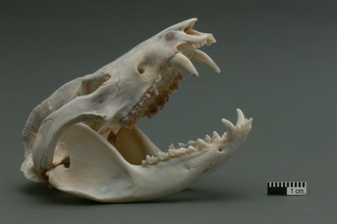 Virginia Opossum Skull Animal Jaw Bone, Possum Skull, Opossum Skull, Virginia Opossum, Animals Skull, Skeleton Reference, Chase Aesthetic, Bird Skulls, Animal Skeleton