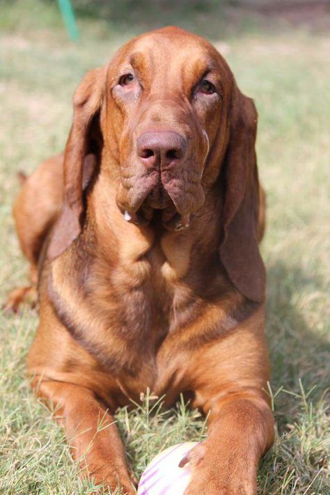 Red bloodhound Puppy Dog Red Bloodhound, Bloodhound Aesthetic, Bloodhound Puppy, Bloodhound Puppies, Bloodhound Dogs, Hound Dogs, Hound Dog, Puppy Dog, Dogs And Puppies