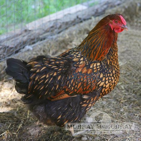 McMurray Hatchery Golden Laced Wyandottes Hen Night Outfit, Gold Laced Wyandotte, Breeds Of Chickens, Laced Wyandotte, Wyandotte Chicken, Hen Party Dress, Rooster Breeds, Poultry Equipment, Day Old Chicks