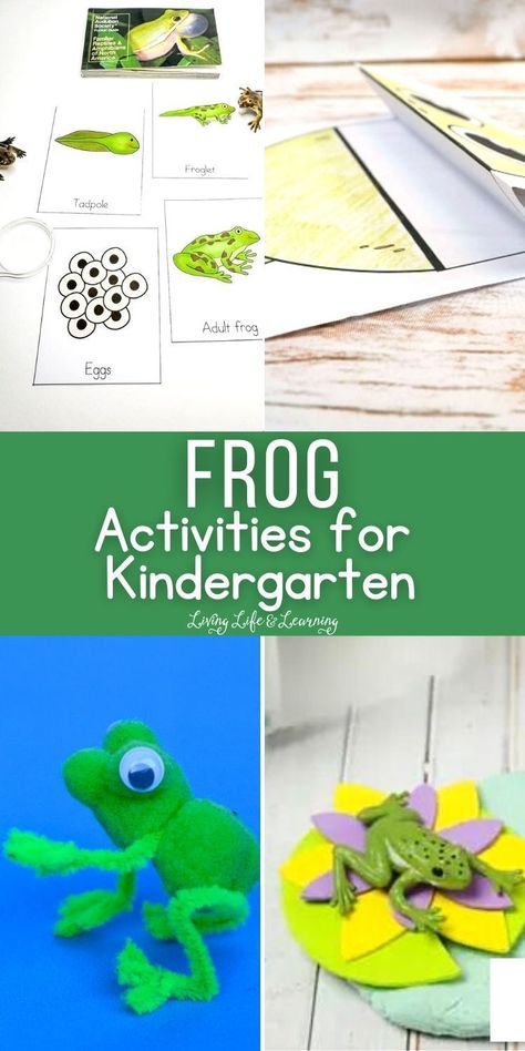 If you're looking for fun activities to do that have something to do   with frogs or frog life cycle, these Frog Activities for Kindergarten   are perfect for your homeschool science lessons or unit study. Our list   includes interesting crafts, printables, worksheets, and more! Frog Unit Study, Amphibians Activities, Frog Life Cycle Activities, Homeschool Science Lessons, Farm Math, Biology For Kids, Biology Experiments, Frog Activities, Frog Life Cycle