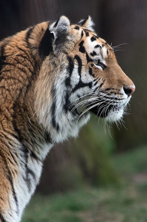 Tiger Side Profile, Tiger Profile, Art Guy, Tiger Photography, Amur Tiger, Panthera Tigris, Gato Grande, Wild Animals Pictures, Photo To Art