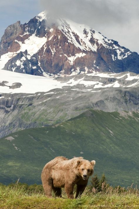 Yellowstone Lake, Katmai National Park, Brown Bears, Montana Usa, Wild Kingdom, Real Dog, Bad Habit, Grizzly Bear, Animal Planet