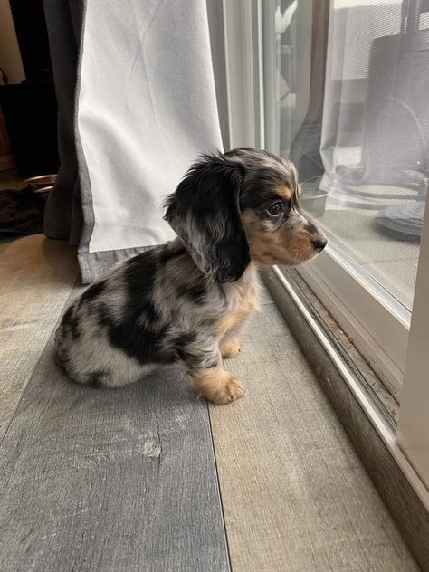 Cute Dauchand, Baby Daschund Puppies, Dapple Miniature Dachshund, Mini Dauchsands Puppy, Cute Mini Dogs, Dauchhound Puppy, Mini Dushshund, Dashhound Puppy, Spotted Dachshund