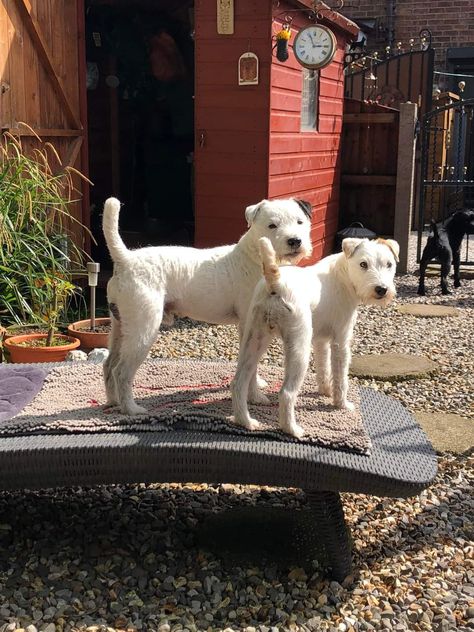 White Lakeland Terrier Lakeland Terrier, Cute Dogs And Puppies, All White, Pitbull, Dogs And Puppies, Cute Dogs, Puppies, Dogs, Animals