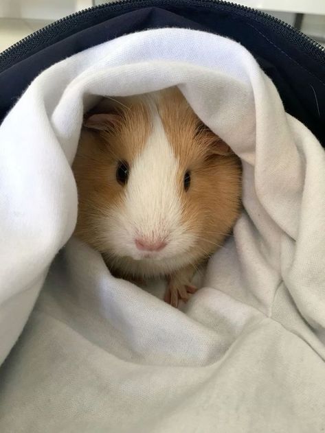 Guinea Pig Clothes, Pig Pics, Pet Guinea Pigs, Cute Guinea Pigs, Guinea Pig Cage, Christmas Outfit Ideas, Baby Pigs, Abyssinian, Cute Animal Photos