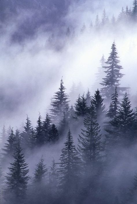 Evergreen Fog, 숲 사진, Concept Model, Forest Tattoos, Foggy Forest, Misty Forest, 수채화 그림, Tree Tattoo, Pine Forest