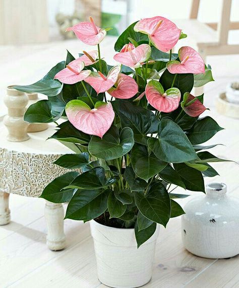 Flowering House Plants, Anthurium Plant, Anthurium Flower, Flamingo Flower, Plant Supplies, Pink Plant, Plant Decor Indoor, Pot Plant, Peace Lily