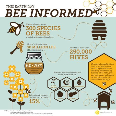 Bee Infographic, Honey Facts, Honey Bee Facts, Bees And Honey, Bee Conservation, Homeschool Nature Study, Hostels Design, Bee Book, Bee Hotel