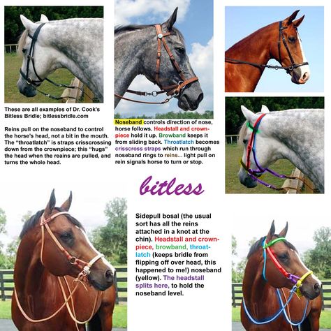 bitless bridles, how they work... Equine Science, Bridle Horse, Tack Trunk, Equine Care, Horse Riding Quotes, Horse Information, Bitless Bridle, Horse Info, Horse Riding Tips