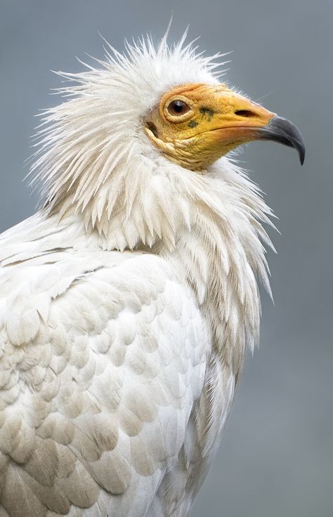 Vulture Marvel, Egyptian Vulture, Weird Birds, Animal Encounters, Save Wildlife, Safari Park, Biome, Animal Sketches, An Egg