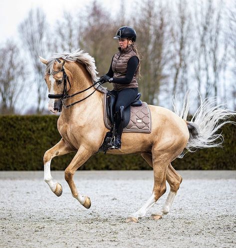 Palomino Dressage Horse, Horse Coat Colors, Pony Rider, Horse And Human, Palomino Horse, Horse Inspiration, Horse Dressage, Horse Aesthetic, Dressage Horses