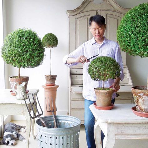 Indoor Topiary, Live Topiary, Outdoor Topiary, Cottage Journal, Boxwood Garden, Topiary Plants, Topiary Garden, Boxwood Topiary, Topiary Trees