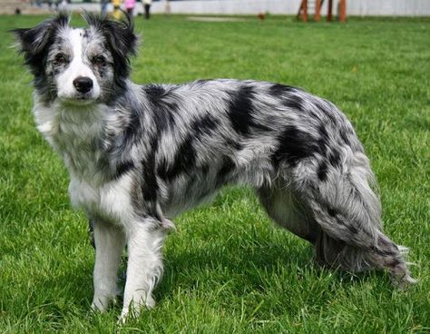 Blue Merle Border Collie Merle, Blue Merle Border Collie, Border Collie Colors, Merle Border Collie, Collie Breeds, Magnum Ice Cream, Australian Shepherd Blue Merle, Dog And Owner, Loving Relationship