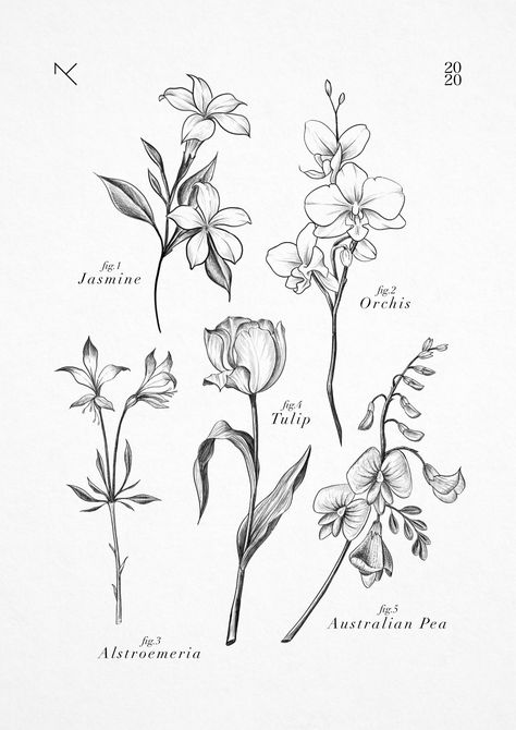 Orquids Tattoo, Jasmine Flower Drawing Tattoo, Orchid Drawing Simple, Fineliner Flowers, Botanical Tattoo Vintage, Orchid Flower Tattoo, Single Flower Tattoo, Tattoo Orchid, Orchids Tattoo