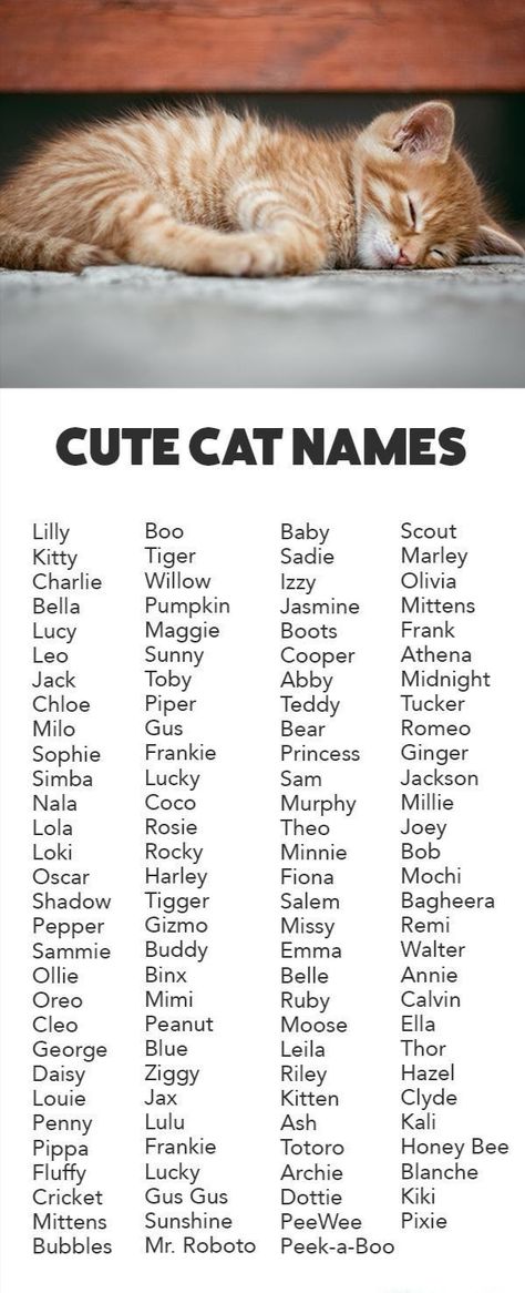 Names For Cats, Boy Cat Names, Cute Animal Names, Unique Cat Names, Cute Pet Names, Cats Name, Cute Cat Names, Haiwan Comel, Animal Names