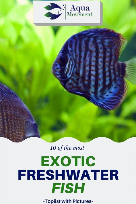 In this guide, you’ll find everything you need to know about the most exotic and coolest freshwater aquarium fish including a toplist with pictures. Read more! Best Aquarium Fish, Tropical Freshwater Fish, Fish Varieties, Fresh Water Fish Tank, Freshwater Aquarium Fish, Cool Fish, Fish Care, Marine Fish, Exotic Fish