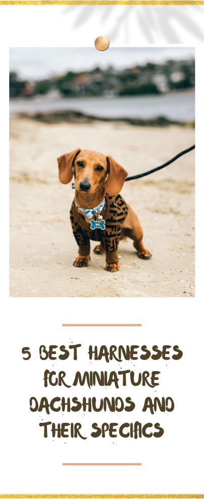 Dog harnesses are an amazing tool for any breed but are especially useful for Doxies. Here are our 5 best harnesses for miniature dachshunds and their specifics. We’ll go over what makes for a good harness, why they are better than collars, what the different types of harnesses are, and then we’ll mention some of the best products on the market right now. Dachshund Accessories For Dogs, Dachshund Harness, Toy Dachshund, Dachshund Accessories, Dachshund Decor, House Improvement, Dachshund Breed, Personalized Leather Gifts, Personalized Leather Dog Collar