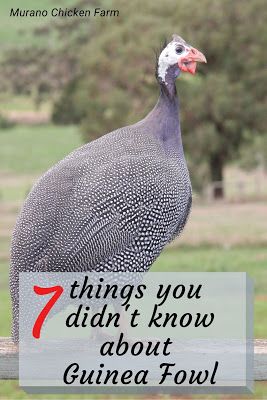 Raising Guinea Fowl, Guinea Hens Coop Ideas, Chicken Knowledge, Guinea Fowl Art, Farm Life Aesthetic, Chook House, Guinea Hens, Chicken Enclosure, Aesthetic Farm