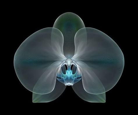 Tropical Futurism, Flowers Anatomy, Laser Acrylic, Xray Art, Creative Coding, Geometric Flowers, 3d Collage, X Rays, Nothing But Flowers