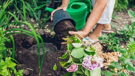 Hydrangea Root: Supplements, Uses, and Benefits Transplanting Hydrangeas, Large Hydrangea, Bigleaf Hydrangea, Hydrangea Varieties, Smooth Hydrangea, Growing Onions, Hydrangea Arborescens, Growing Basil, Hydrangea Bush