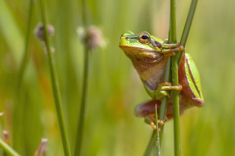 Frog Spirit Animal | Totem Meaning Frog Medicine, Spirit Animal Totem, Native American Traditions, Frog Illustration, Rome Antique, Weather Patterns, Tree Frogs, Animal Totems, Amphibians